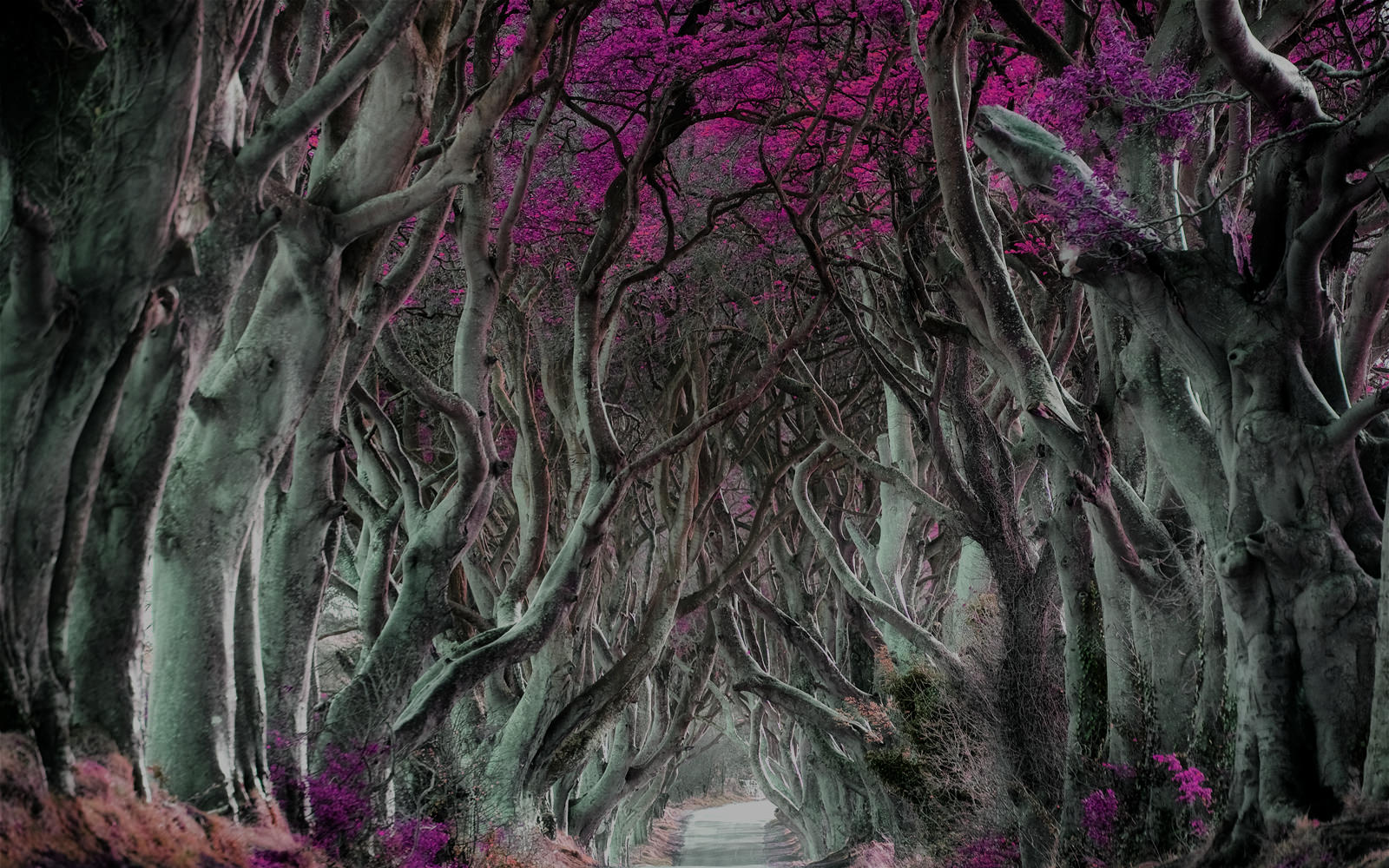 Fantasy